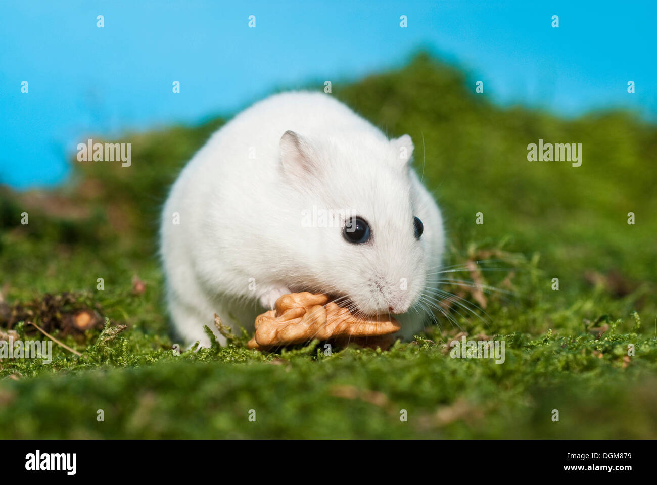 Hamsters sitting on moss, eating Stock Photo Alamy