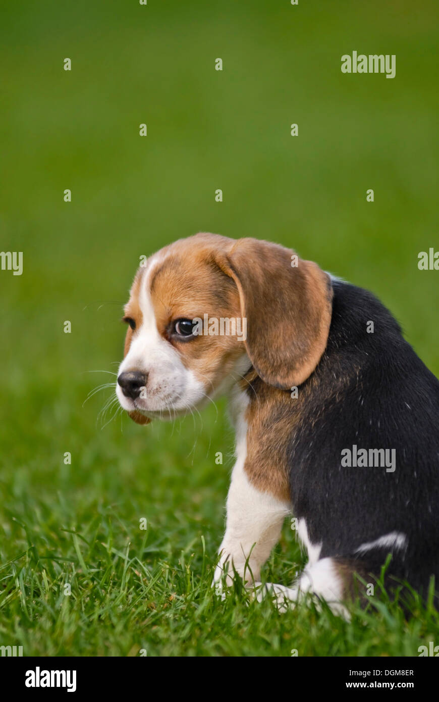 Beagle puppy sitting on grass Stock Photo - Alamy