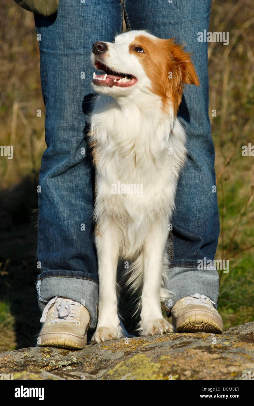 Border Collie standing between human legs Stock Photo
