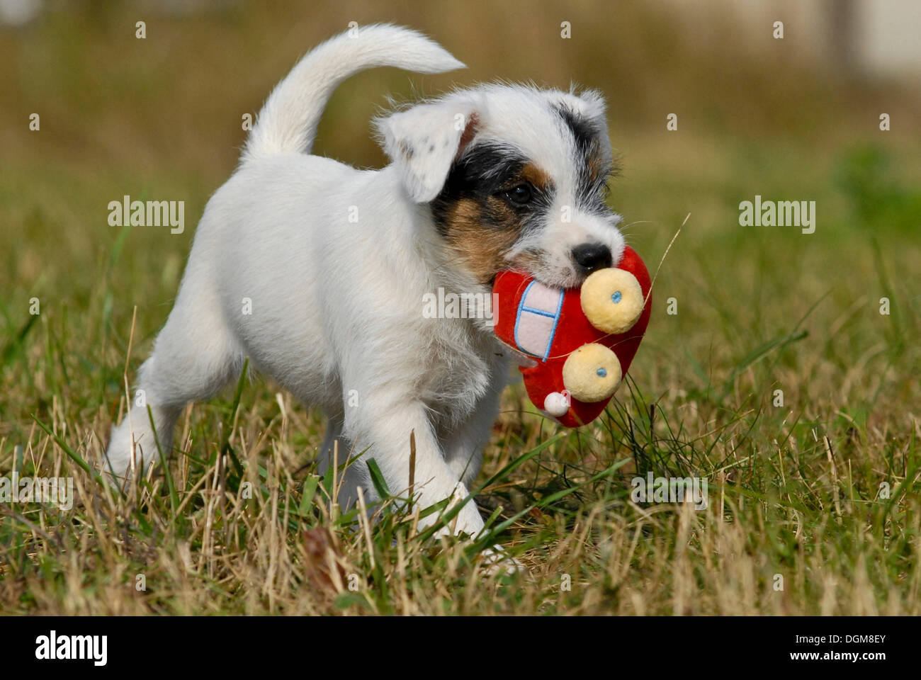 Parson Russell Terrier puppy retrieving a plush car Stock Photo