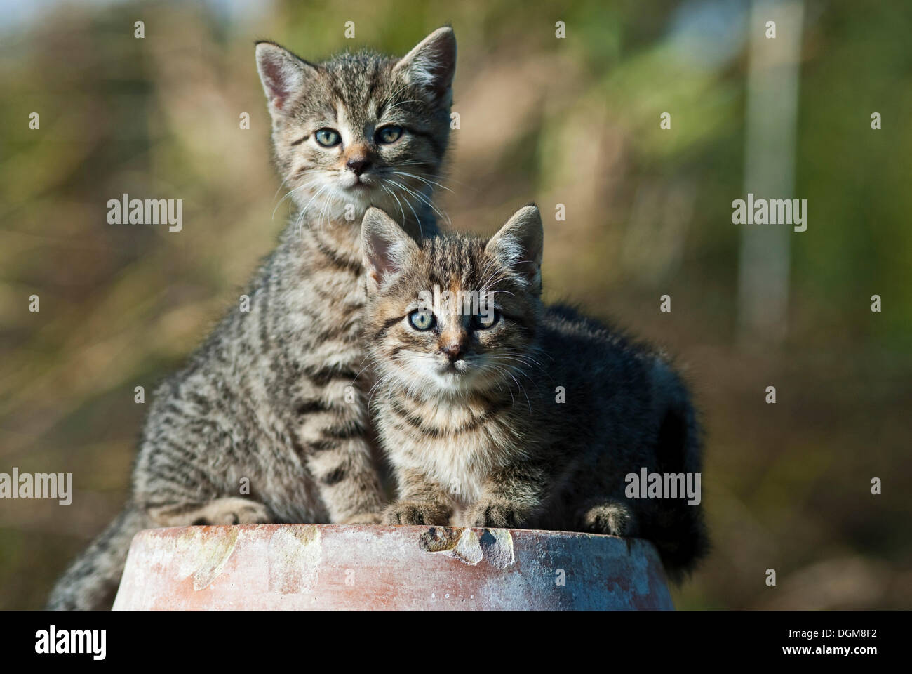 Domestic cat, two kittens sitting on a terracotta pot Stock Photo