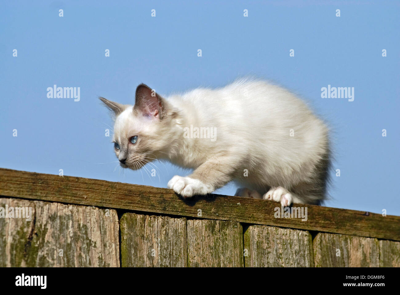 Ragdoll cat climbing on a fence Stock Photo Alamy