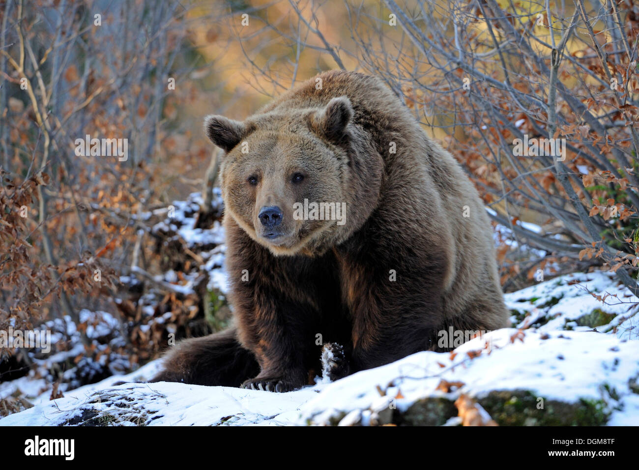 Brown Bear (Ursus arctos) in winter Stock Photo