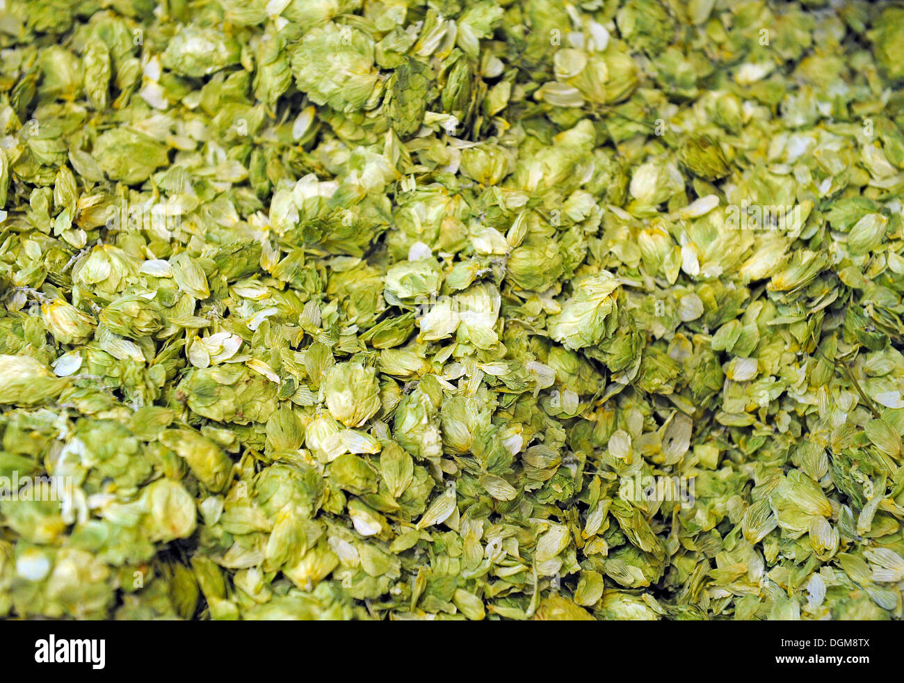 Dried hops (Humulus lupulus), for beer brewing Stock Photo Alamy