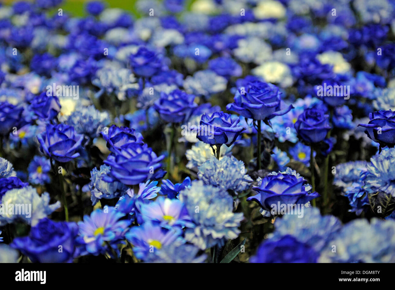 Blue Roses High Resolution Stock Photography and Images - Alamy