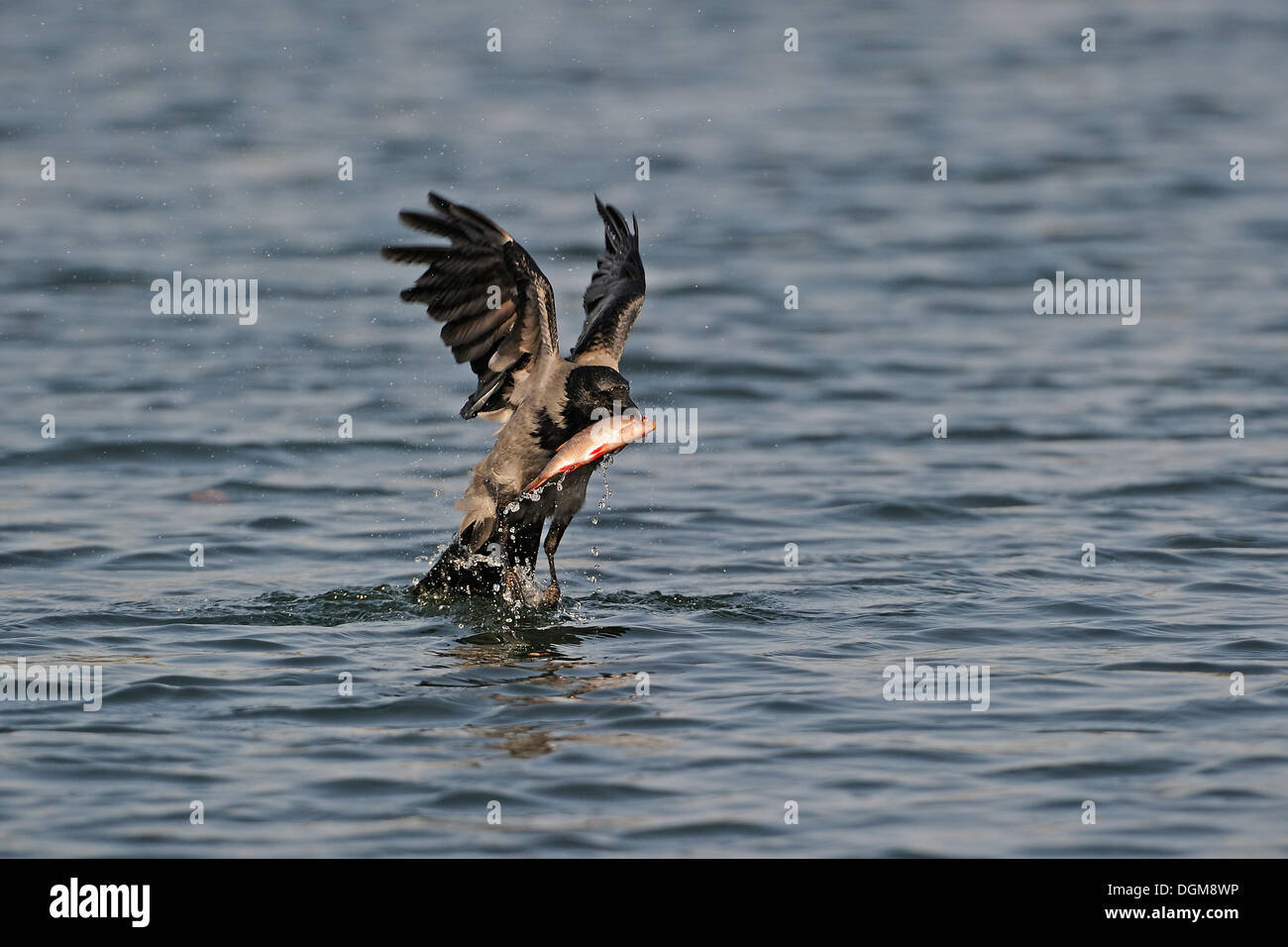 Hooded Crow (Corvus corone cornix), catching Common Roach (Rutilus rutilus) from water Stock Photo