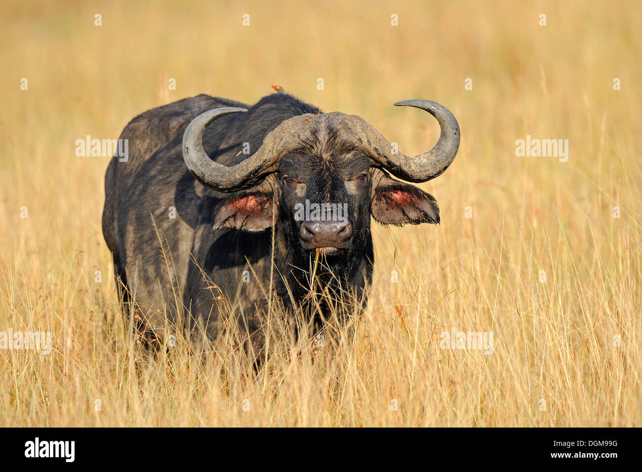 African buffalo, affalo, nyati, Mbogo or Cape buffalo (Syncerus caffer) tall grass, Masai Mara, Africa Stock Photo Alamy