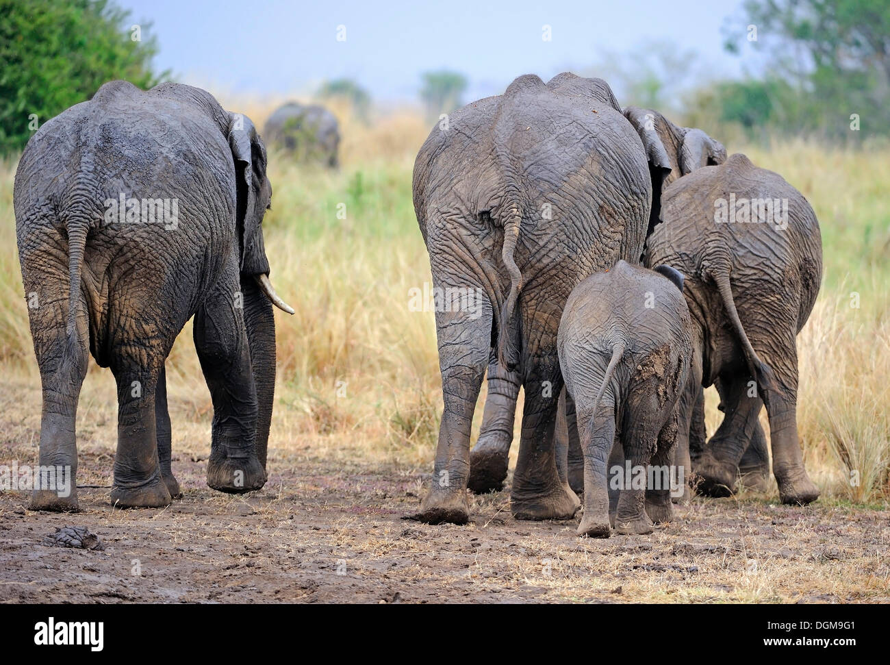 African elephants (Loxodonta africana), elephant family, rear view, Masai Mara, Kenya, East Africa, Africa Stock Photo