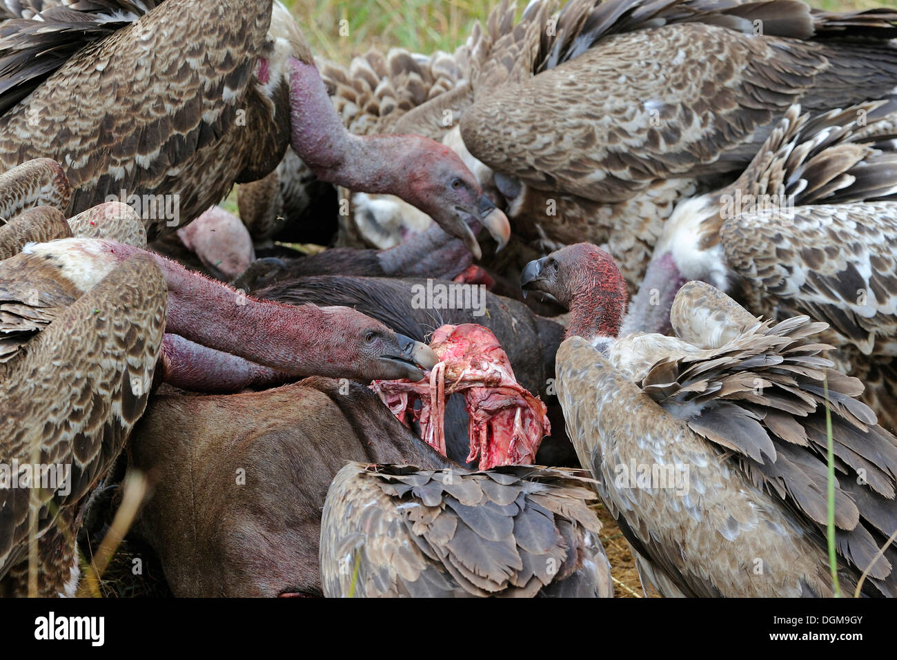 Ruppell's Vultures (Gyps rueppellii) eating carrion, Masai Mara, Kenya, Africa Stock Photo