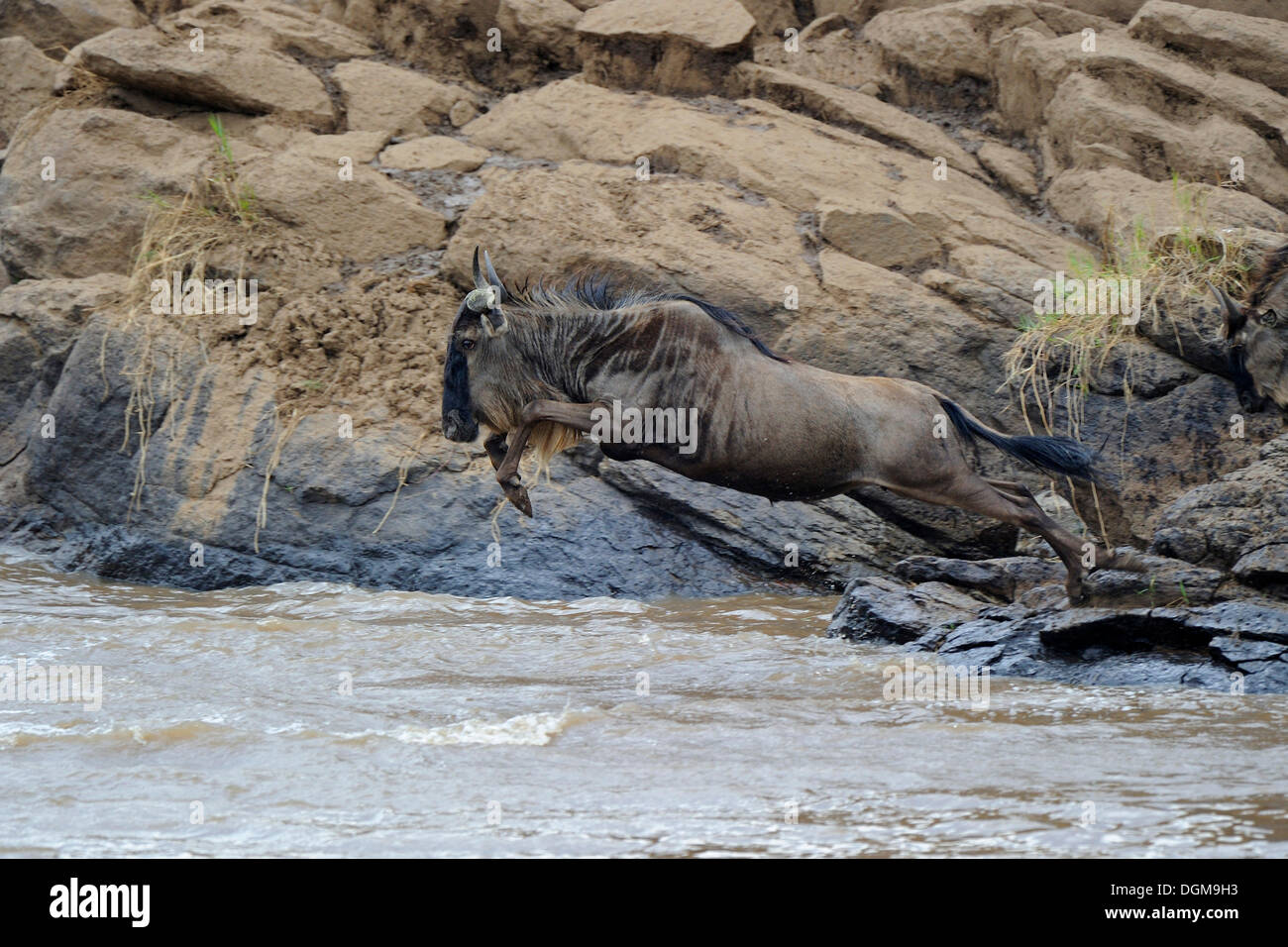 Wildebeest or Gnu (Connochaetes taurinus), jumping into the Mara River during the gnu migration, Masai Mara, Kenya, Africa Stock Photo