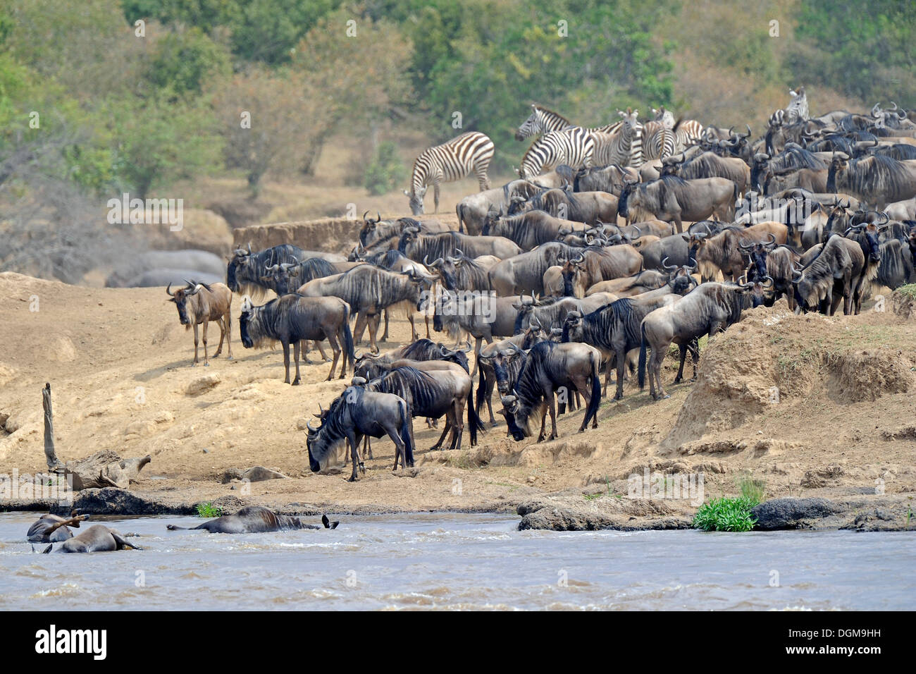 migration-of-the-blue-or-common-wildebeest-connochaetes-taurinus
