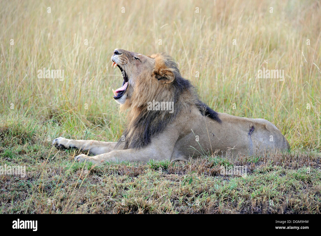 Male lion old hi-res stock photography and images - Alamy