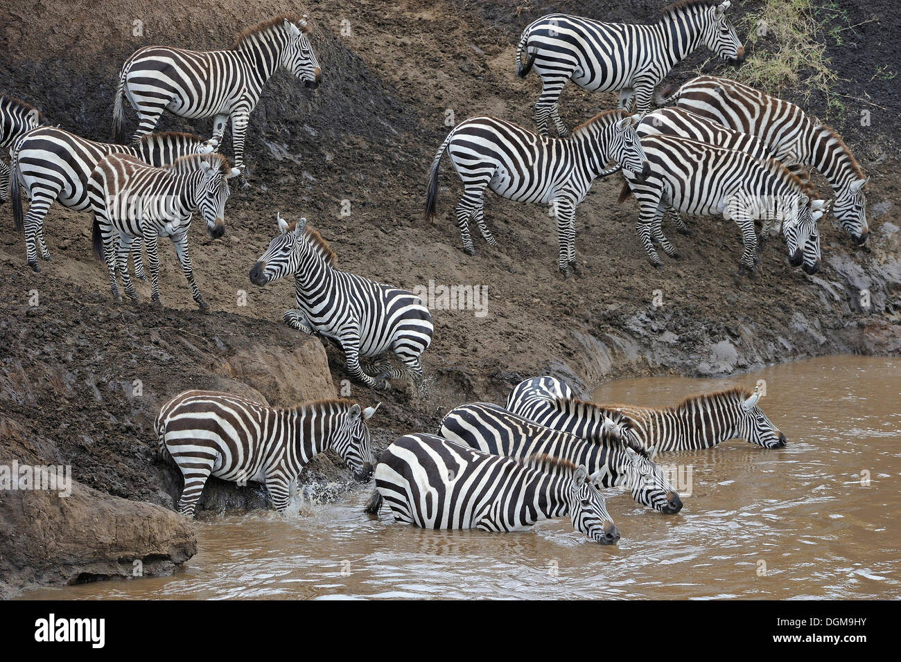 Grant's Zebra, Plains Zebra (Equus quagga boehmi), drinking in the Mara ...