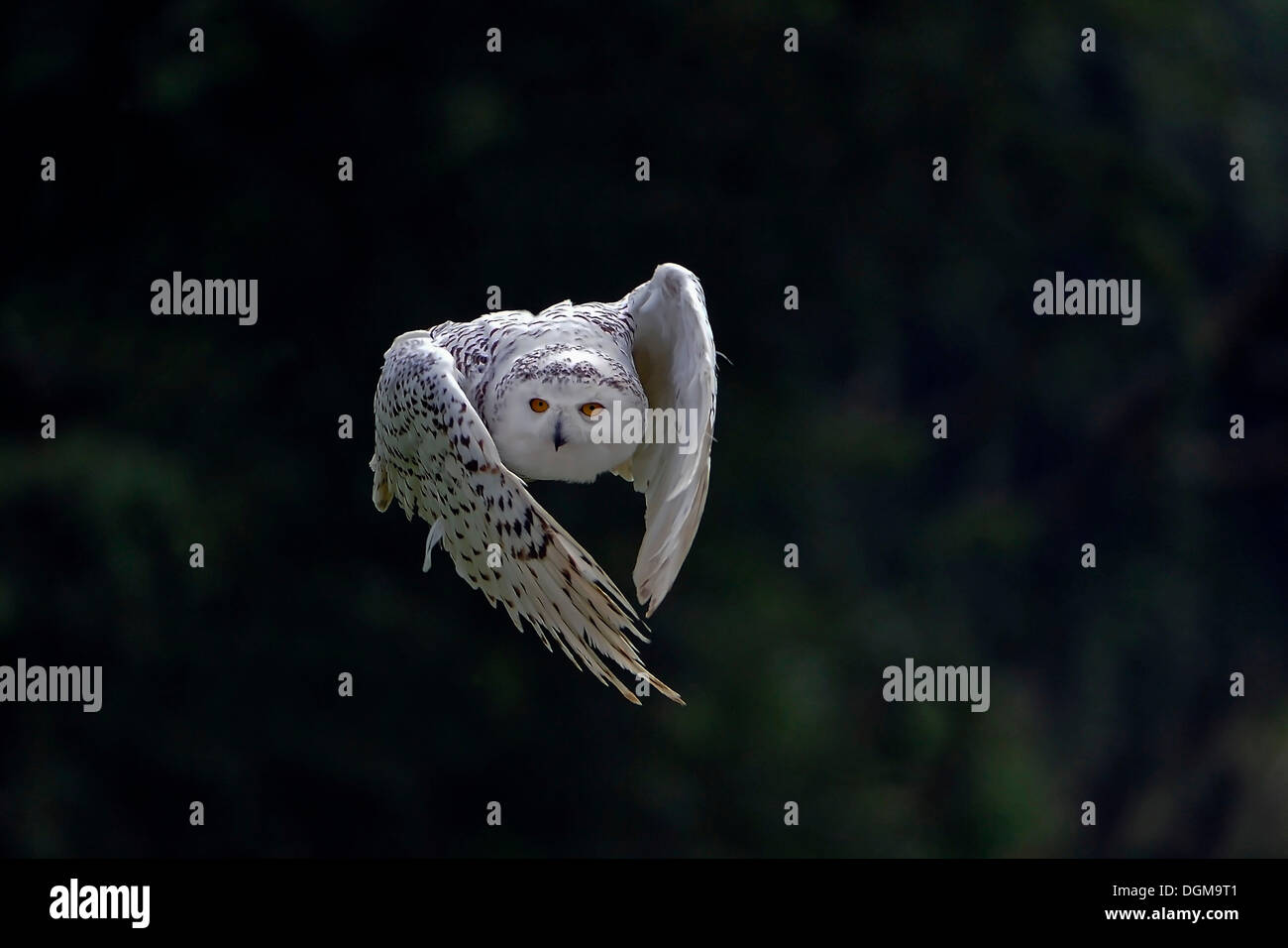 Snowy Owl (Bubo scandiacus, Nyctea scandiaca) in flight, Hesse Stock Photo