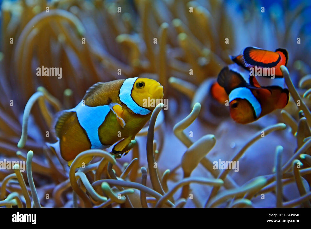 Ocellaris Clownfish, Clownfish or False Percula Clownfish (Amphiprion ocellaris), 'Nemo', living in symbiosis with anemone Stock Photo
