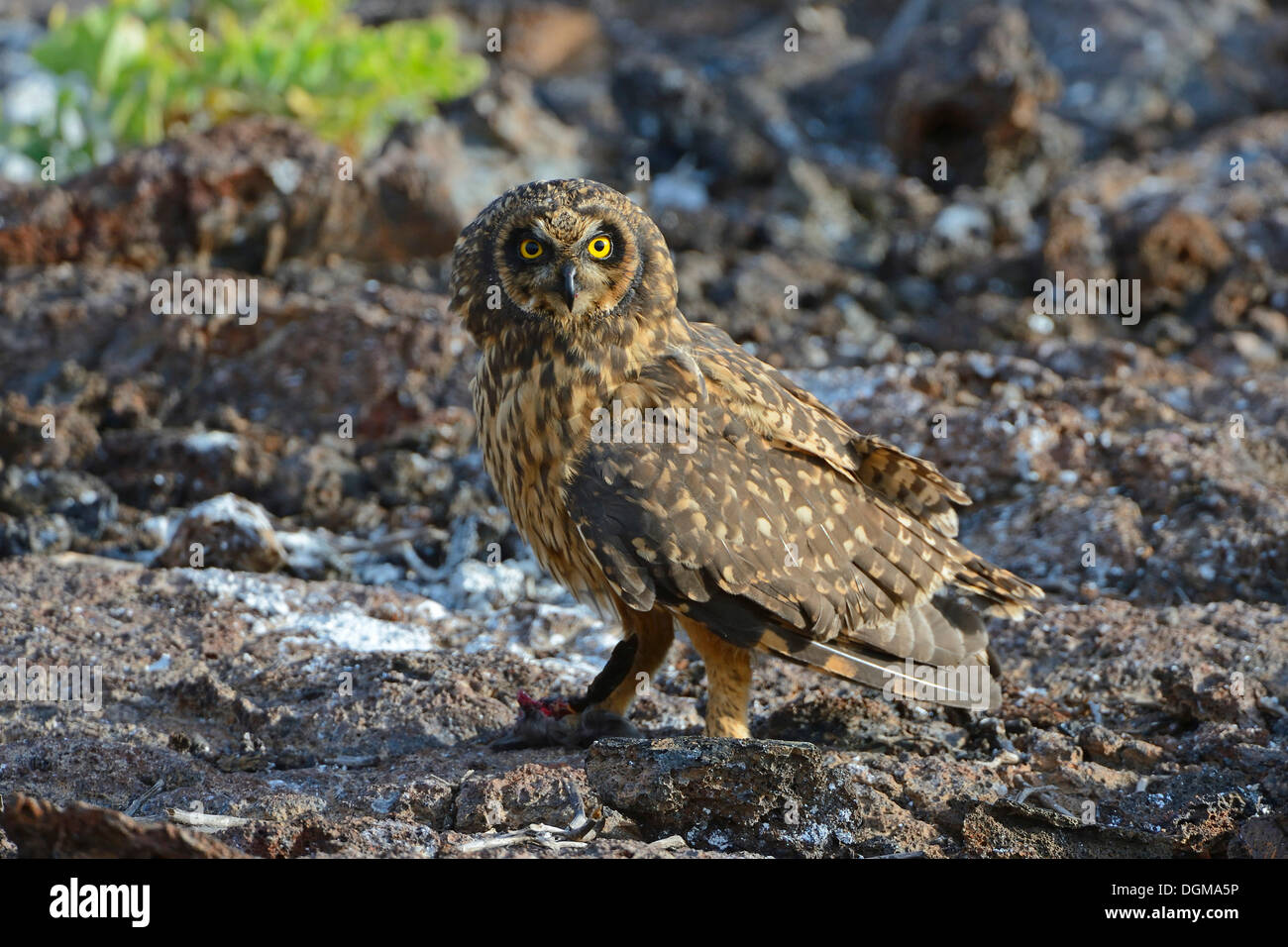 Galapagos Short-eared Owl (Asio flammeus galapagoensis), Genovesa Island, Galápagos Islands, Unesco World Heritage Site Stock Photo