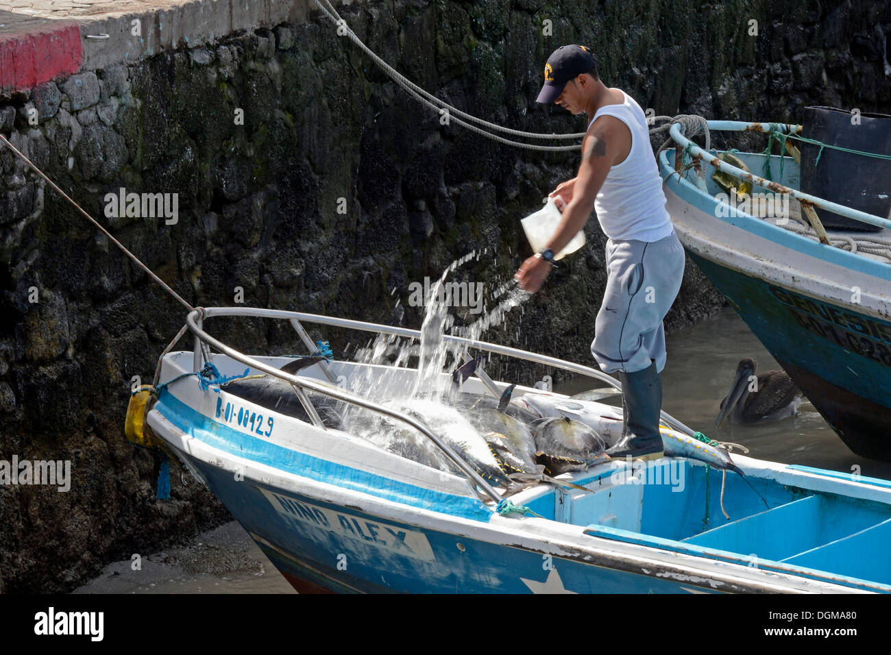 Fisherman pouring water over freshly caught fish in the fishing port of Puerto Ayora, Santa Cruz Island, Indefatigable Island Stock Photo