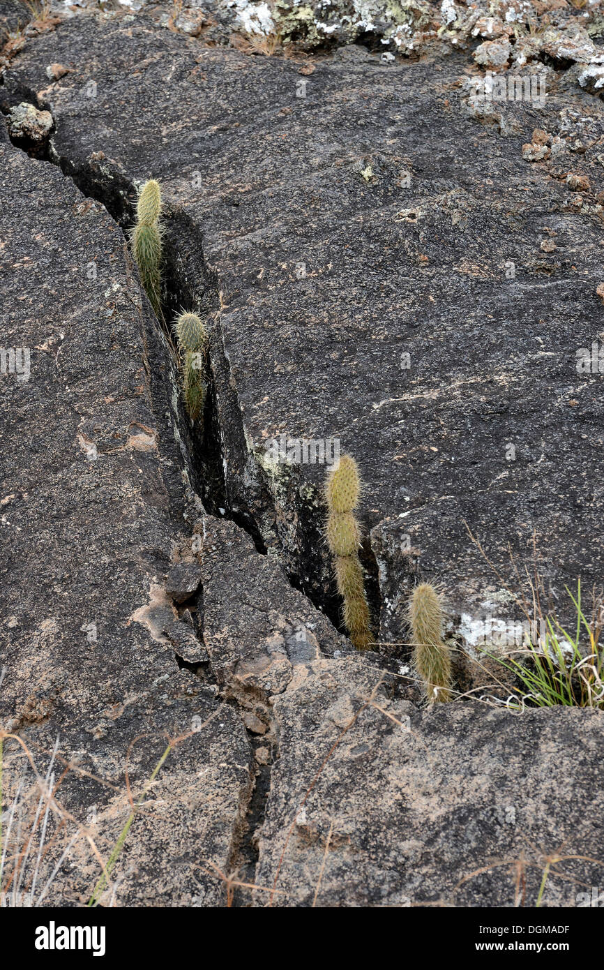 Rock crevices hires stock photography and images Alamy