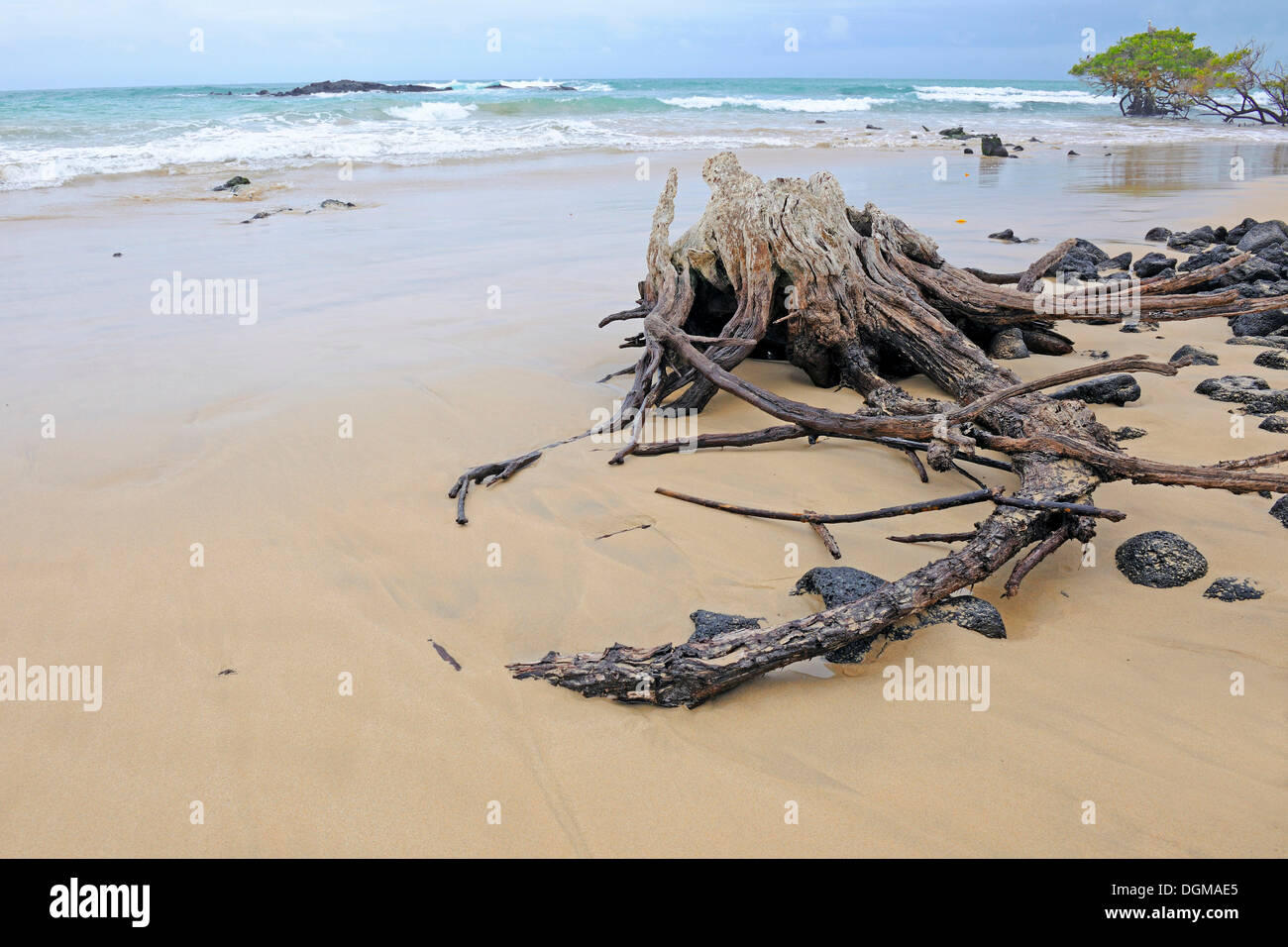 Secluded beach with deadwood near Puerto Villamil, Isabela Island, Galapagos Islands, UNESCO World Natural Heritage Site Stock Photo