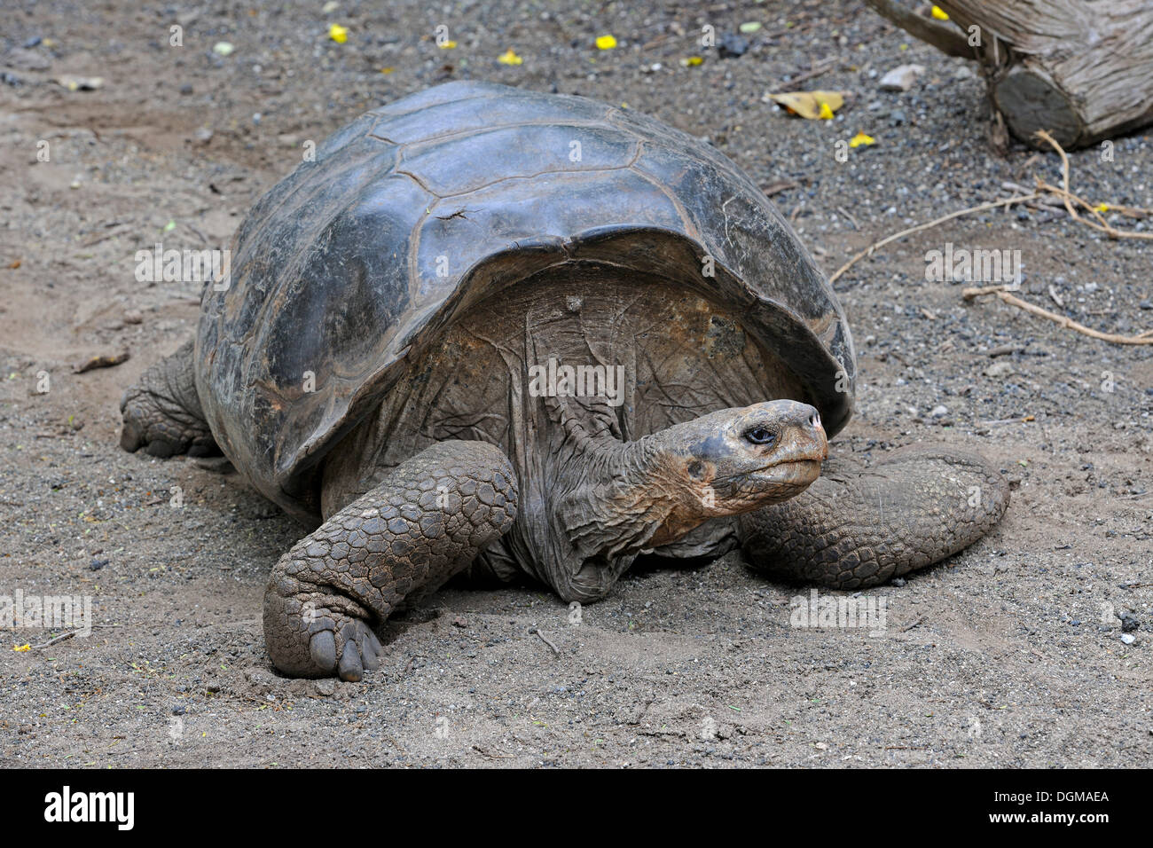 Mature specimen of the Galapagos Giant Tortoise (Geochelone elephantopus vicina), subspecies from the Cerro Azul area on Isabela Stock Photo