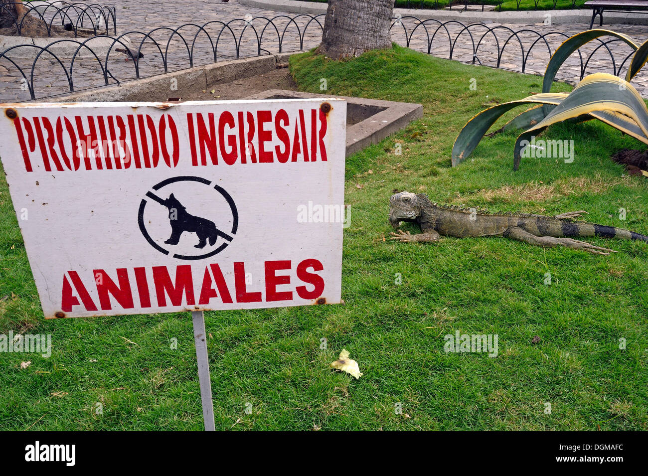 Green Iguanas (Iguana iguana terrestres) in Parque Seminario, Parque Bolivar or Parque de las Iguanas, Iguana Park, Guayaquil Stock Photo
