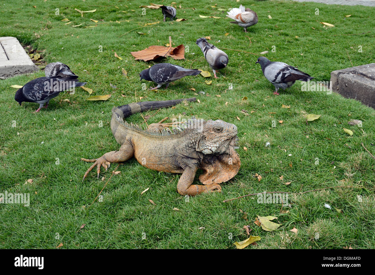 Green Iguanas (Iguana iguana terrestres) in Parque Seminario, Parque Bolivar or Parque de las Iguanas, Iguana Park, Guayaquil Stock Photo