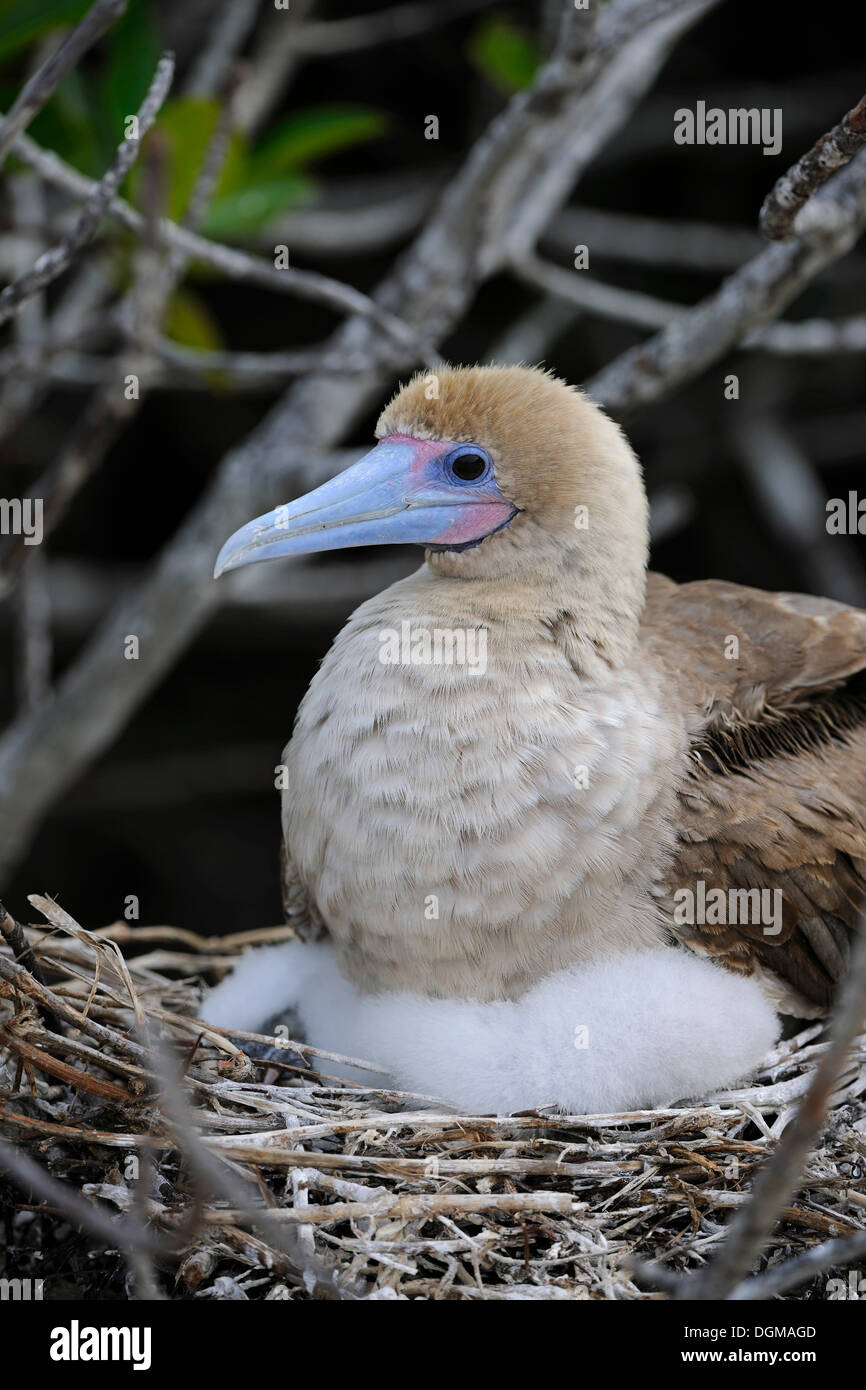Red-footed Booby (Sula sula), with brown plumage, with a chick in a nest, Genovesa Island, Galapagos Islands, UNESCO World Stock Photo