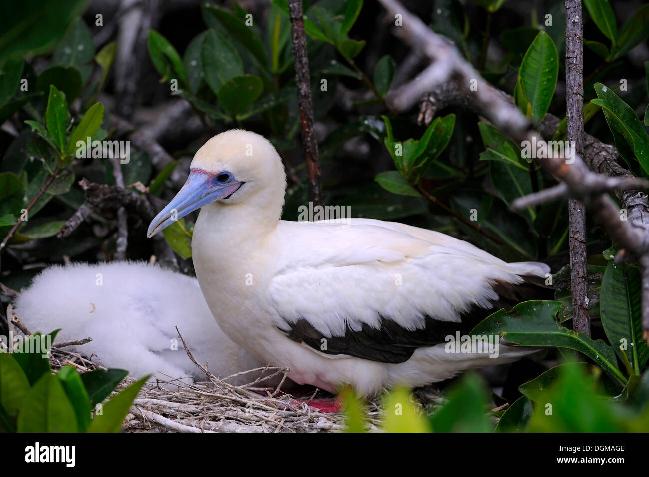 Red-footed Booby (Sula sula), with rare white plumage, with a chick in a nest, Genovesa Island, Galapagos Islands, UNESCO World Stock Photo