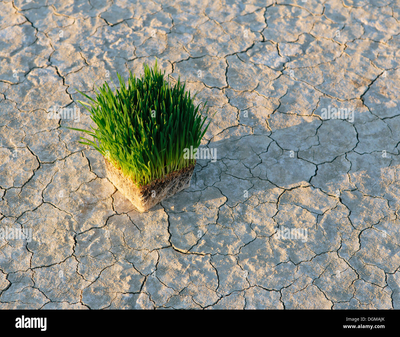 Black Rock Desert Arid cracked crusty surface salt flat playa Wheatgrass plants with a dense network of roots Stock Photo