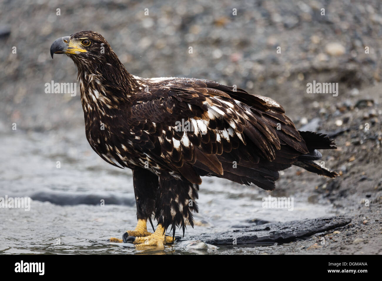 Close-up of an immature bald eagle finished eating pauses on river bank in Alaska Stock Photo