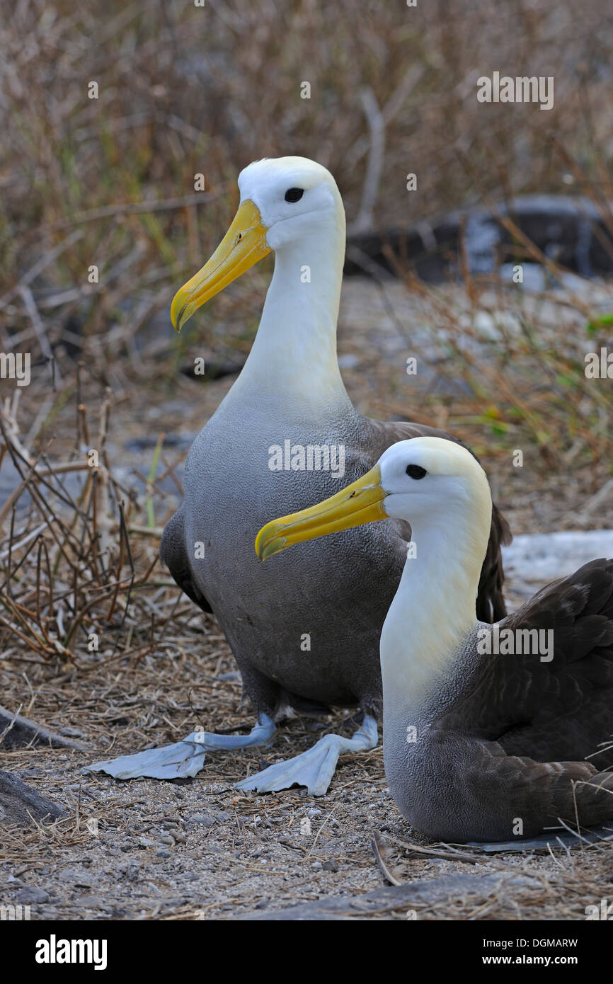 Waved Albatrosses or Galapagos Albatrosses (Phoebastria irrorata), Espanola Island, Galapagos Islands, UNESCO World Natural Stock Photo