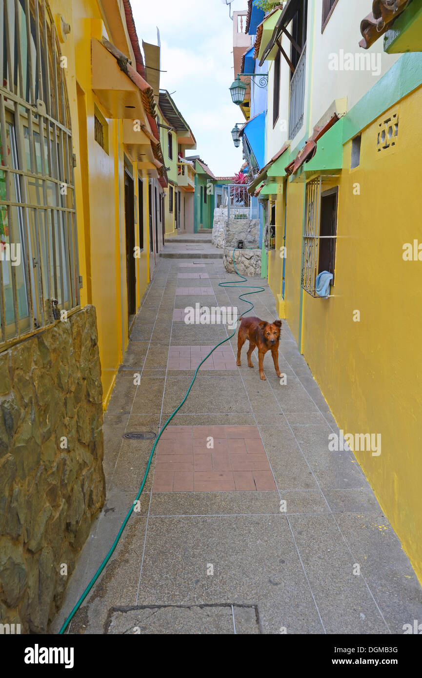 Colourful houses in the Las Penas neighbourhood on Cerro Santa Ana, Guayaquil, Ecuador, South America Stock Photo