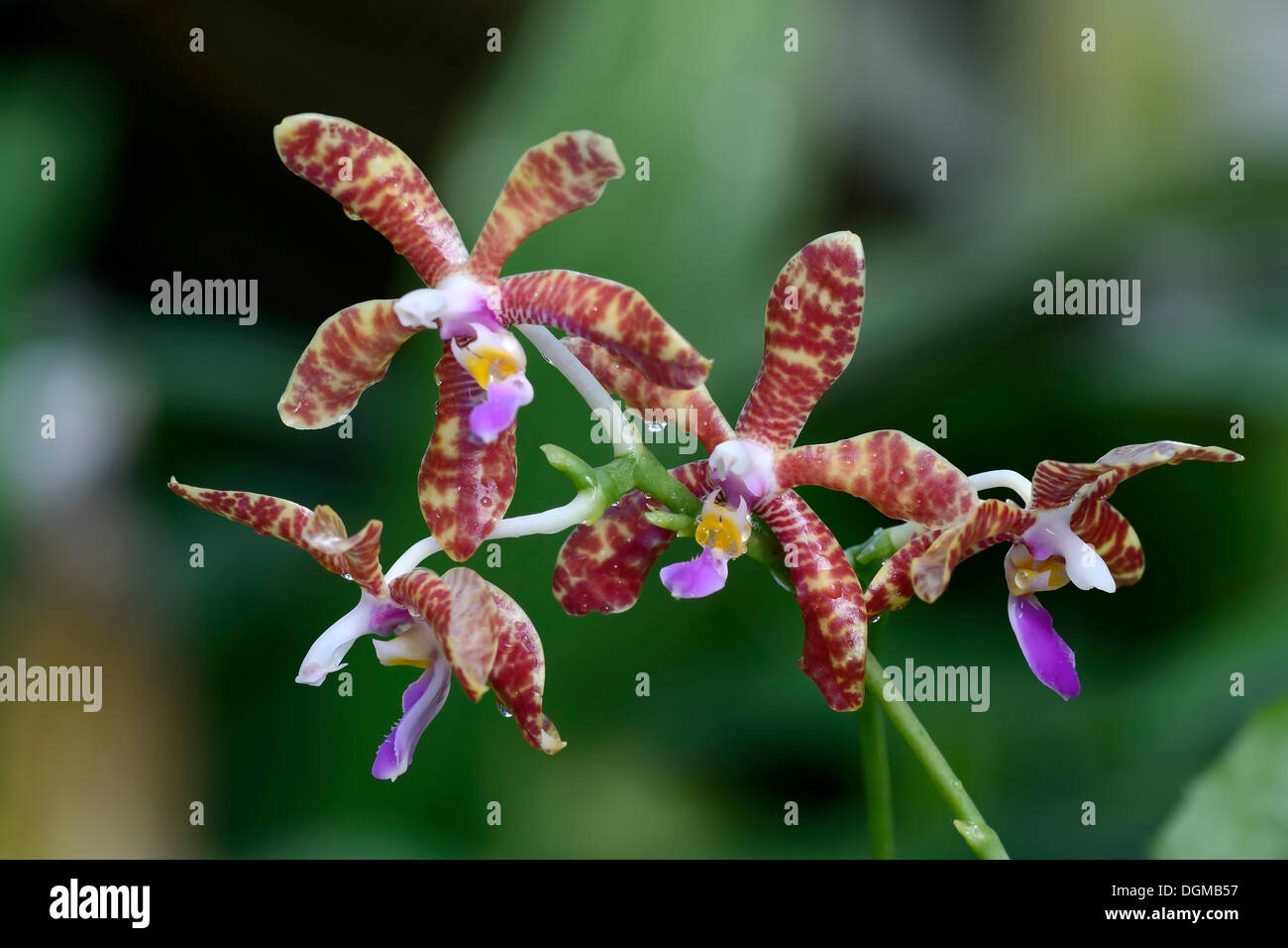 Species of orchid (Phalaenopsis lueddemanniana spp boxallii), blossoms, Philippines, Asia Stock Photo