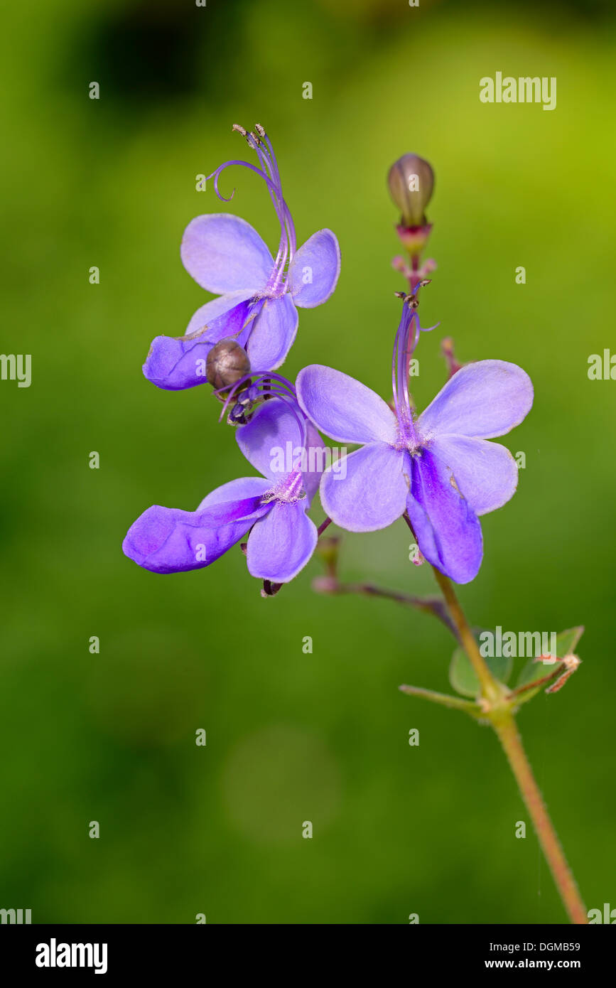 Butterfly Bush (Rotheca myricoides), Africa Stock Photo