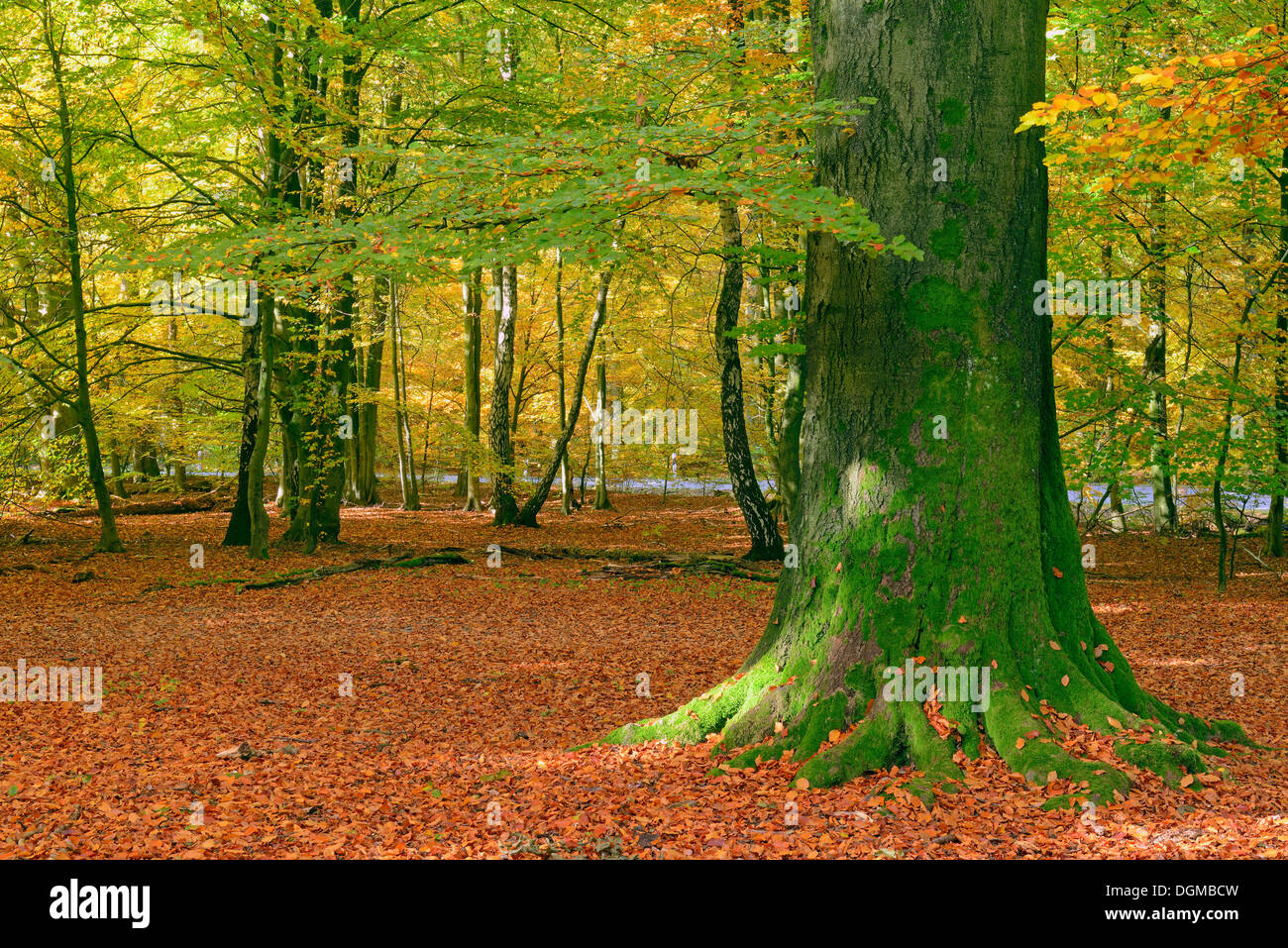 Mossy trunks of old Beech (Fagus) trees in autumn, nature reserve of the ancient forest of Sababurg, Hesse Stock Photo