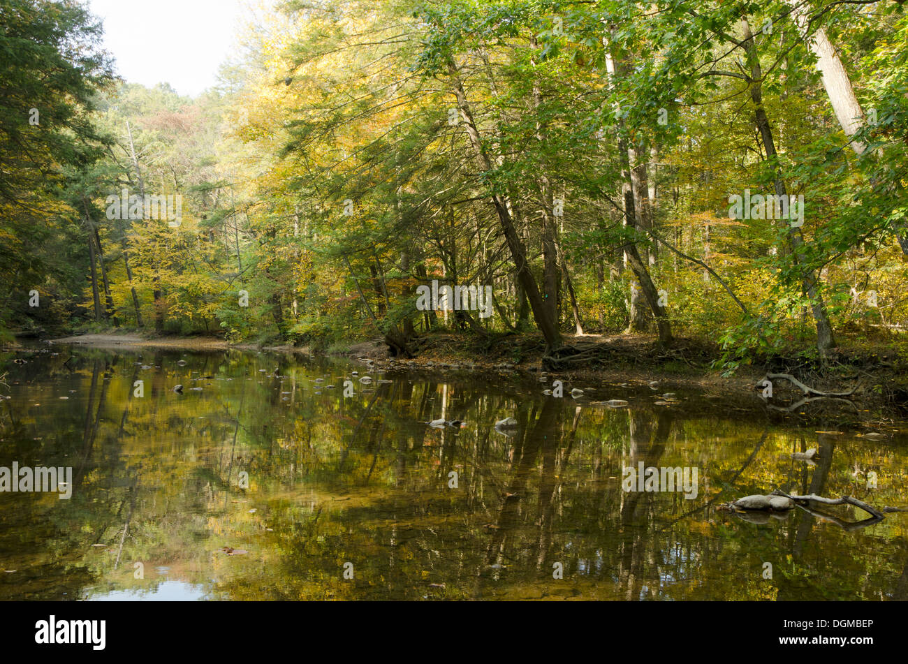 Mature forest at Bushkill Creek in Jacobsburg State park Nazareth, PA ...