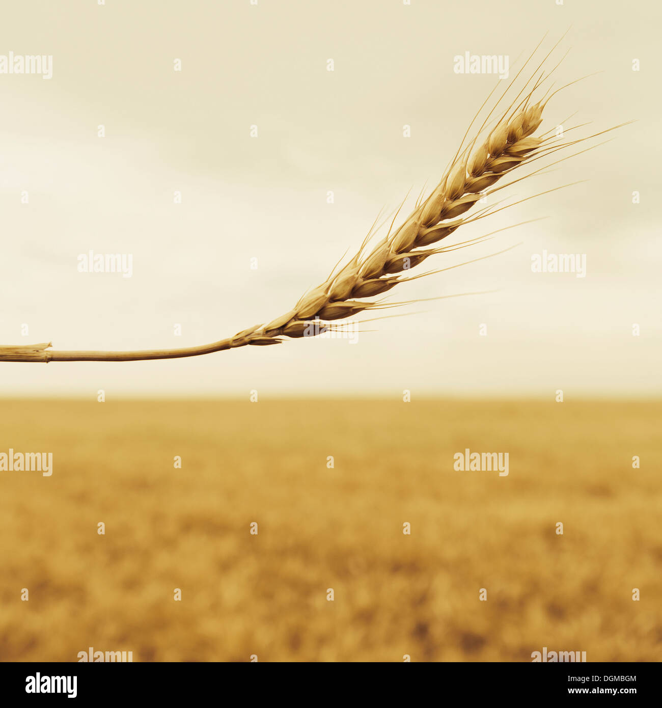 A stalk of wheat with a ripening ear at the top. Crop field. Stock Photo