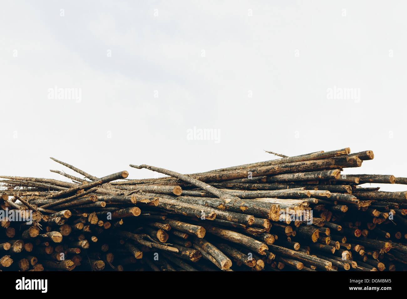 A stack of cut timber logs, Lodge Pole pine trees at a lumber mill. Stock Photo