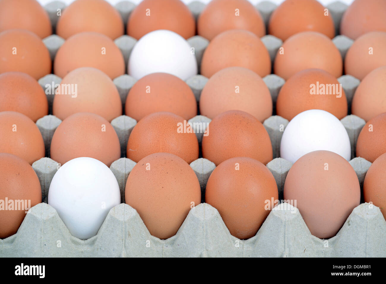 Single white eggs between brown eggs on an egg tray, Germany Stock Photo