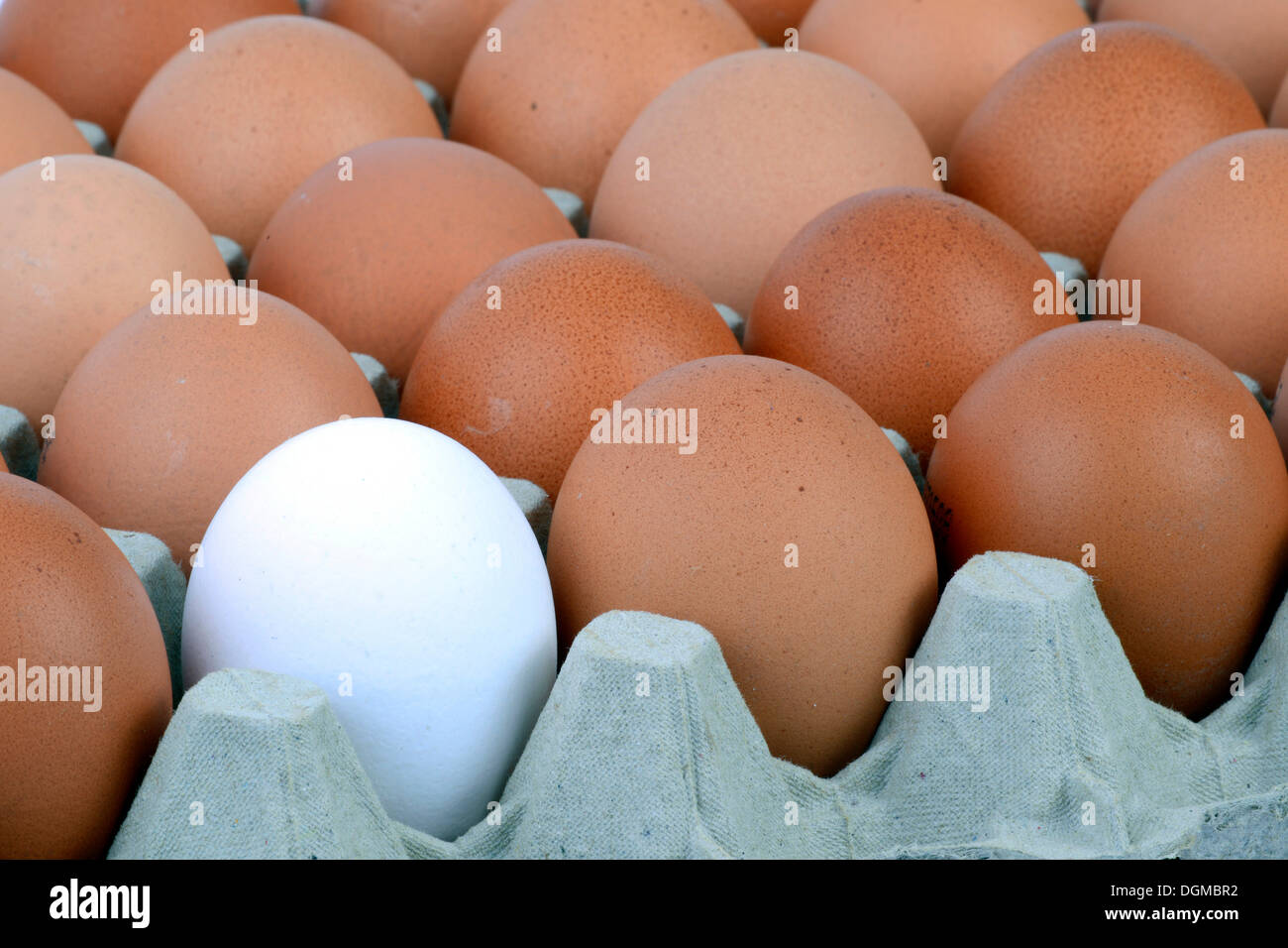 Single white egg between brown eggs on an egg tray, Germany Stock Photo