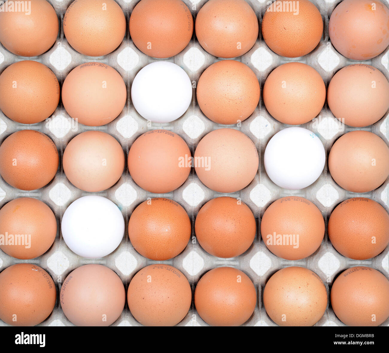 Single white eggs between brown eggs on an egg tray, Germany Stock Photo