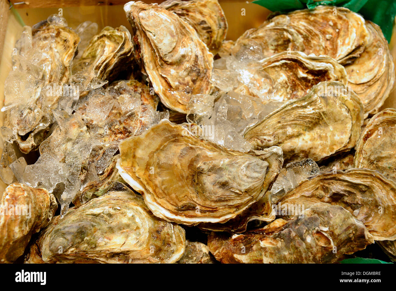 Fresh oysters, chilled with ice, Berlin International Green Week, trade fair, Berlin, Berlin, Germany Stock Photo