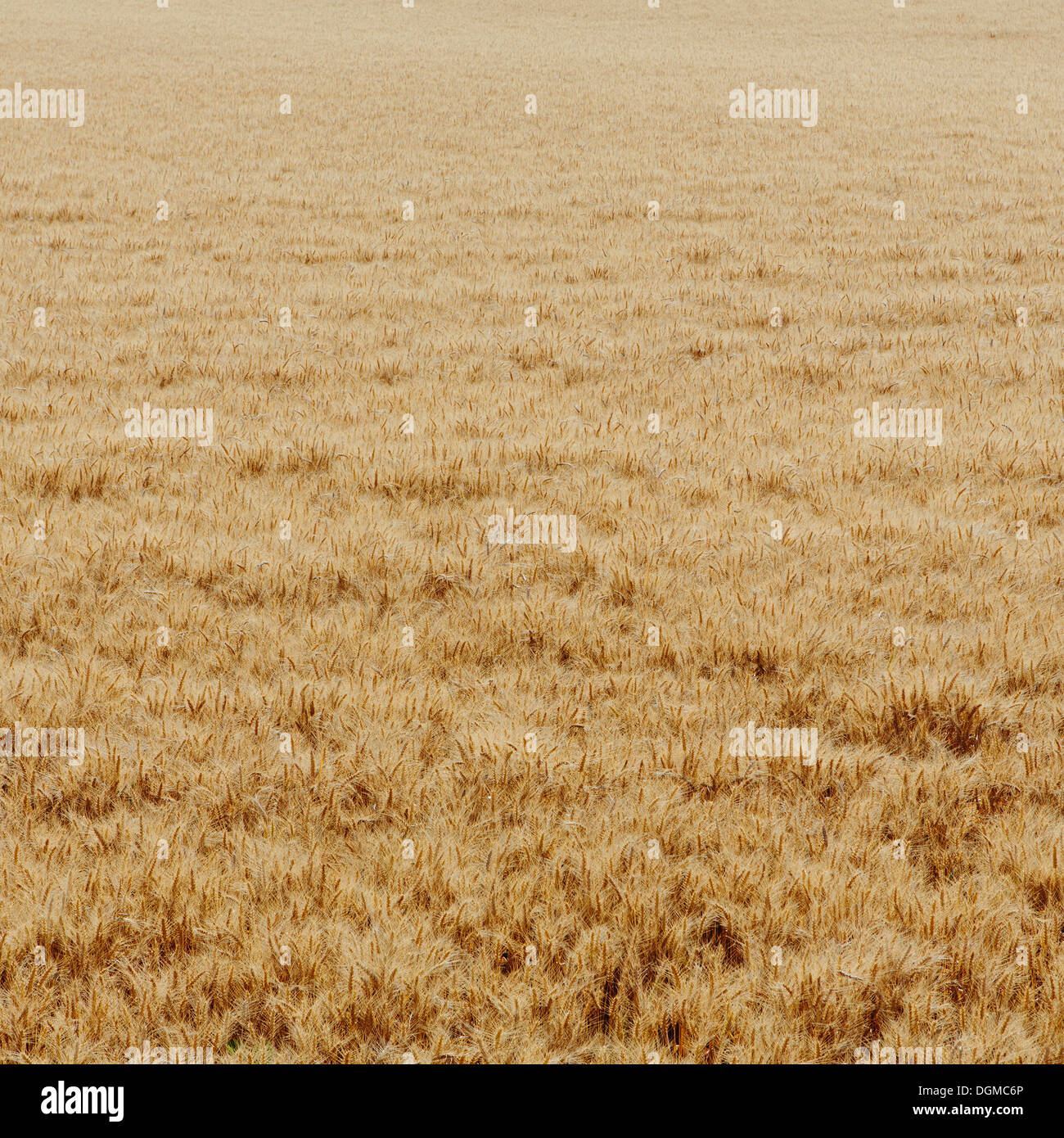 A wheat field with a ripening crop of wheat growing. Wind blowing over the top of the crops. Stock Photo