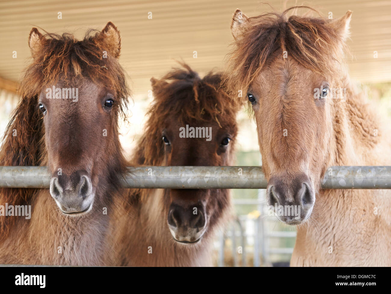 Young Icelandic horses, Kerpen Eifel, Vulkan Eifel, Eifel, Rhineland-Palatinate, Germany Stock Photo