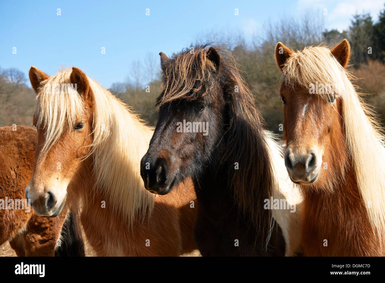 Young Icelandic horses, stallions, Kerpen Eifel, Vulkan Eifel, Eifel, Rhineland-Palatinate, Germany Stock Photo