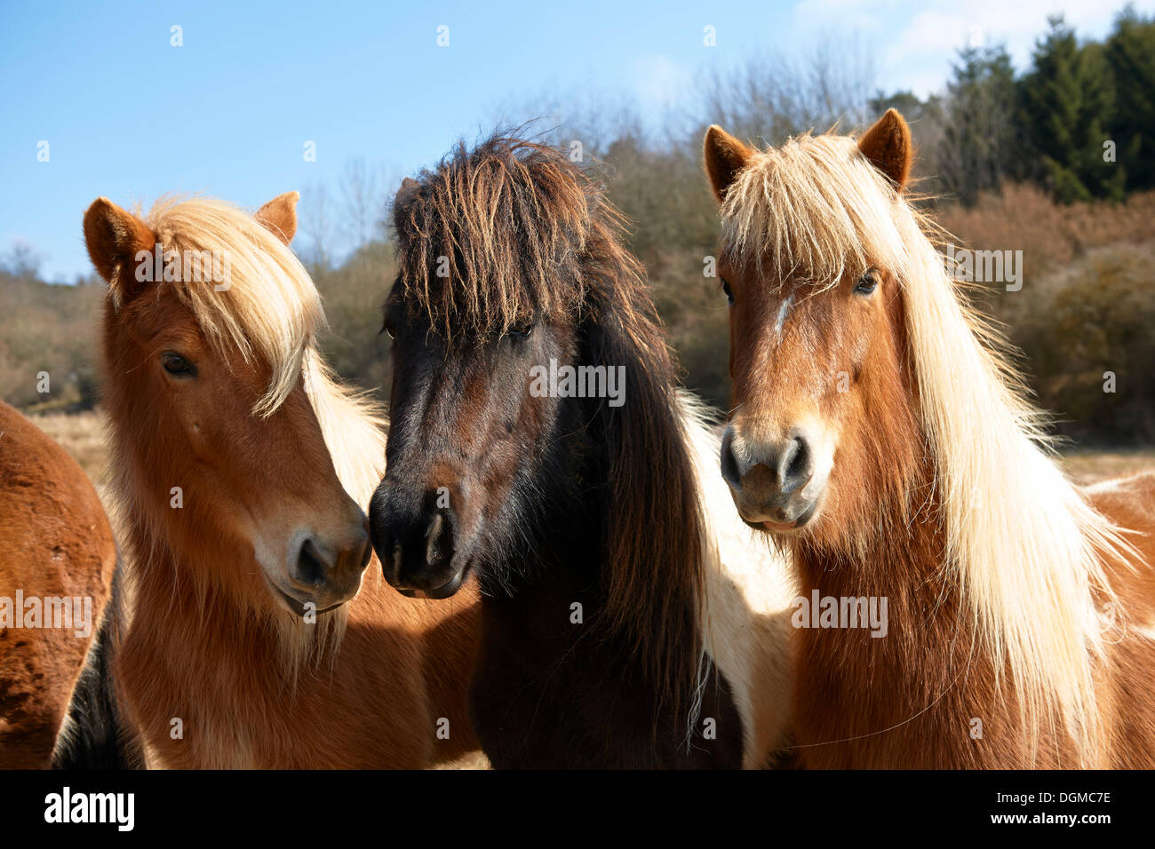 Young Icelandic horses, stallions, Kerpen Eifel, Vulkan Eifel, Eifel, Rhineland-Palatinate, Germany Stock Photo