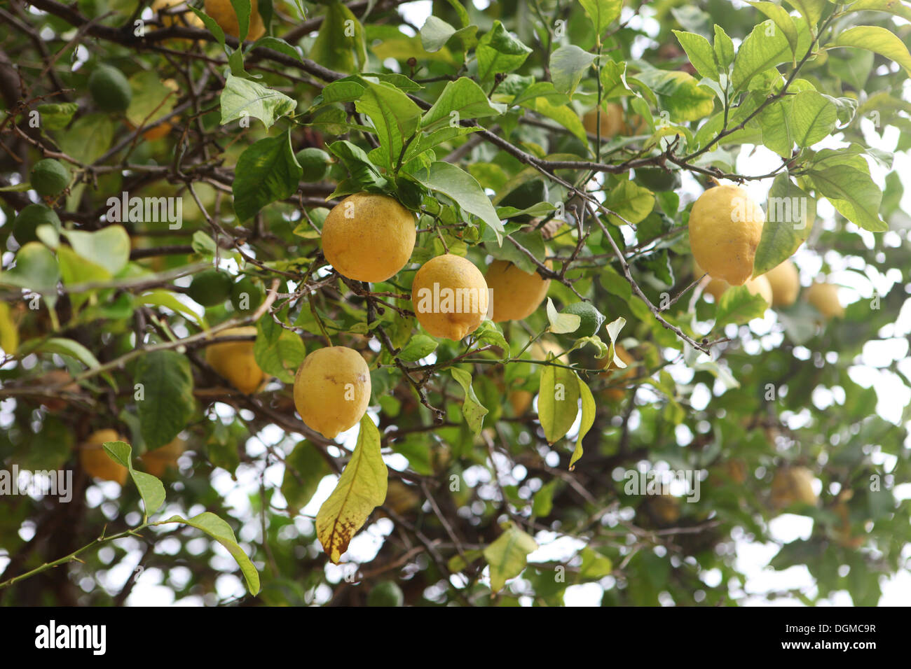 Lemon tree with ripe lemons (Citrus × limon), Majorca, Spain, Europe Stock Photo