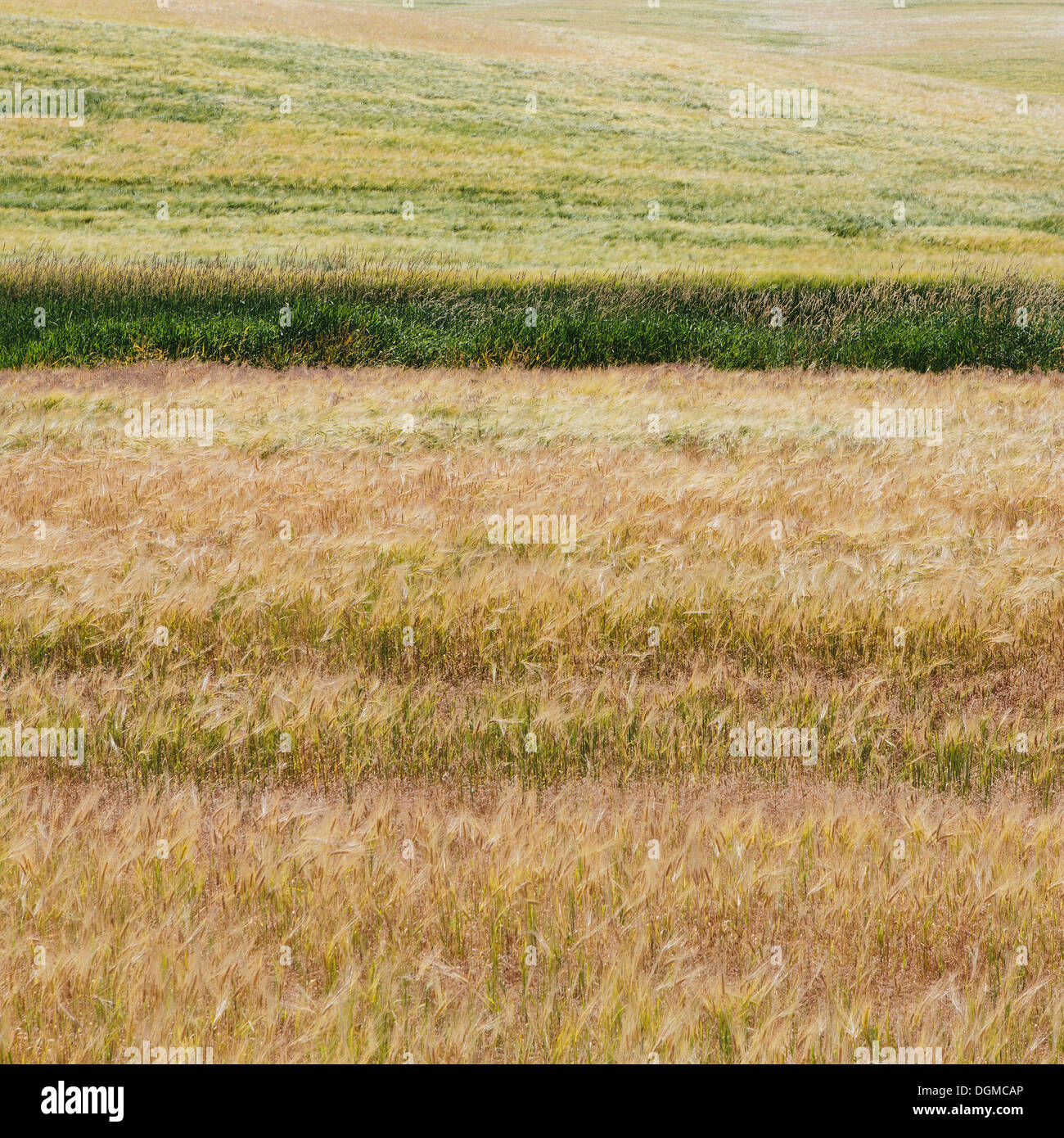 A wheat field with a ripening crop of wheat growing. Mixed crops, wheat and grasses. Wind blowing over the top of the crops. Stock Photo