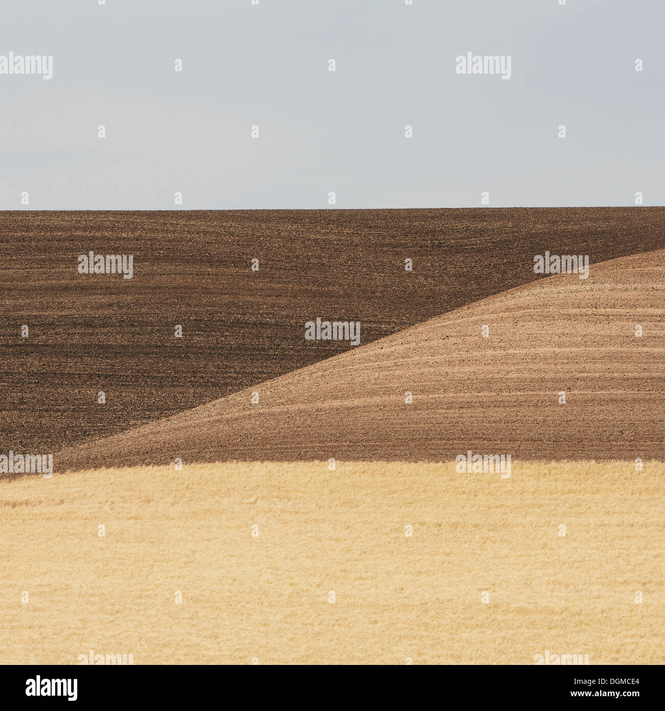 Wheat fields in Washington. A ripe crop and undulating landscape. Stock Photo