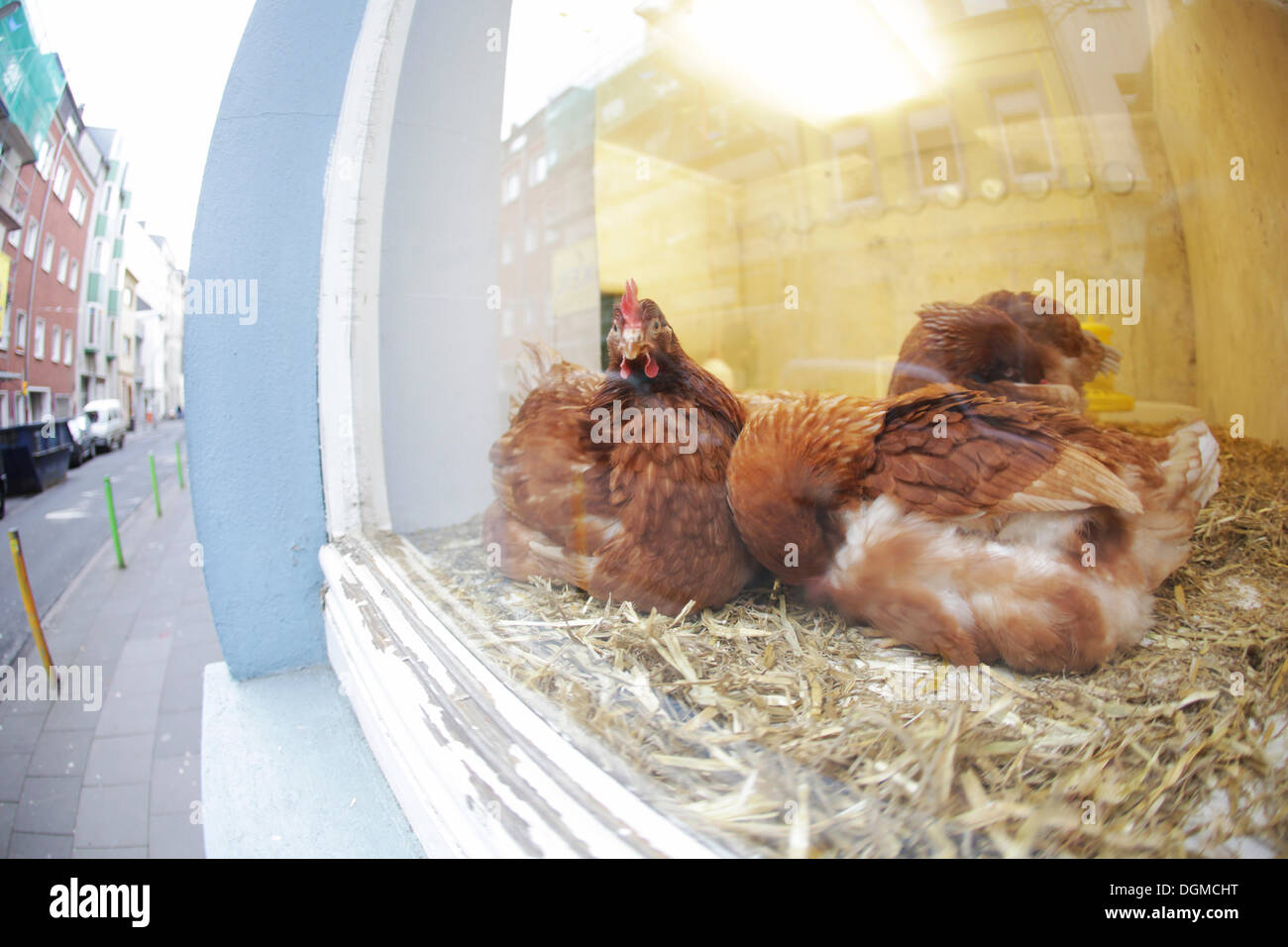 Chickens in a shop display window, Ehrenfeld, Cologne, Rhineland, North Rhine-Westphalia, Germany Stock Photo